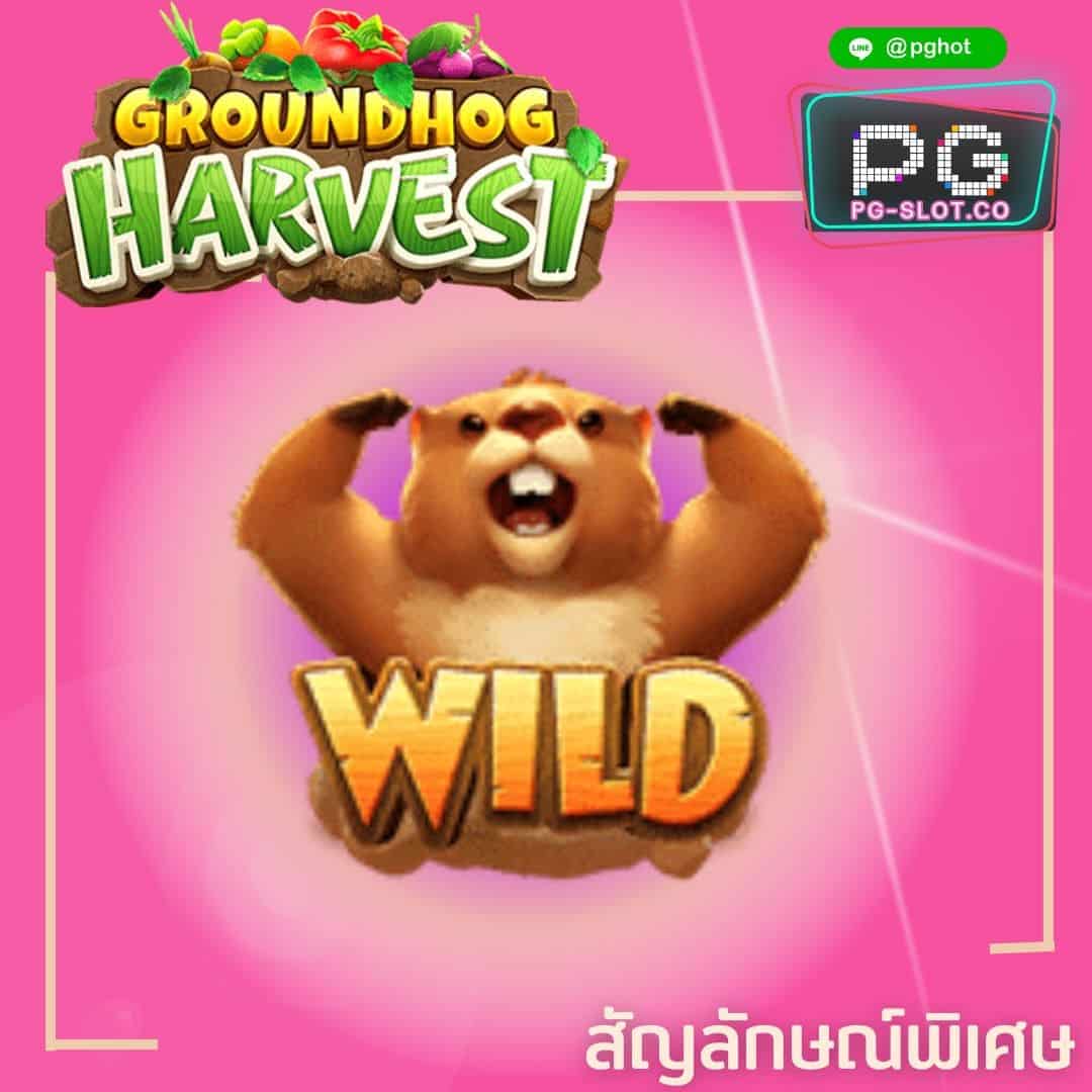 ทดลองเล่นสล็อต Groundhog Harvest wild boy